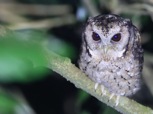 Collared Scops Owl, 领角鸮, Otus lettia-gallery-68