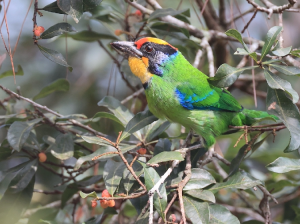 Necklaced Barbet, 环喉拟啄木鸟, Psilopogon auricularis-gallery-57