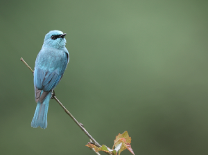 Verditer Flycatcher, 铜蓝鹟, Eumyias thalassinus-gallery-26