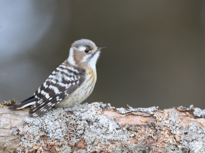 Japanese Pygmy Woodpecker, 小星头啄木鸟, Yungipicus kizuki-gallery-34