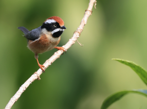 Black-throated Bushtit, 红头山雀, Aegithalos concinnus-gallery-31
