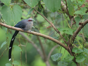 Green-billed Malkoha, 绿嘴地鹃, Phaenicophaeus tristis-gallery-48