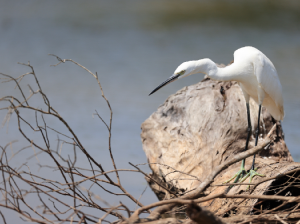 Little Egret, 白鹭, Egretta garzetta-gallery-35