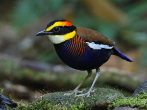 Malayan Banded Pitta, 马来蓝尾八色鸫, Hydrornis irena-gallery-8