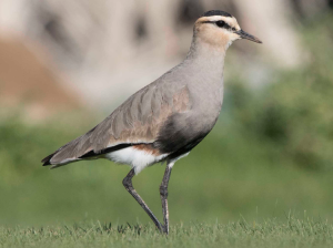 Sociable Lapwing, 黄颊麦鸡, Vanellus gregarius-gallery-84