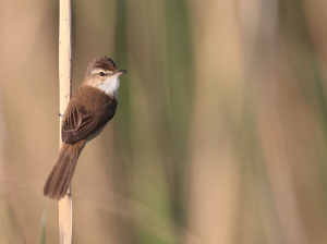Paddyfield Warbler, 稻田苇莺, Acrocephalus agricola-gallery-18