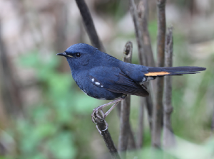 White-bellied Redstart, 白腹短翅鸲, Luscinia phaenicuroides-gallery-24