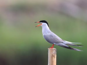 Common Tern, 普通燕鸥, Sterna hirundo-gallery-4