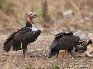 Red-headed Vulture, 黑兀鹫, Sarcogyps calvus-gallery-1