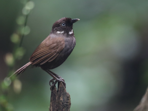 Nonggang Babbler, 弄岗穗鹛, Stachyris nonggangensis-gallery-8