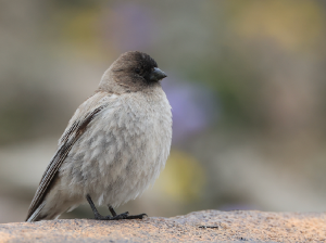 Brandt’s Mountain Finch, 高山岭雀, Leucosticte brandti-gallery-38
