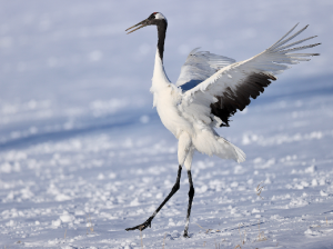 Red-crowned Crane, 丹顶鹤, Grus japonensis-gallery-15