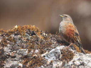 Alpine Accentor, 领岩鹨, Prunella collaris-gallery-19