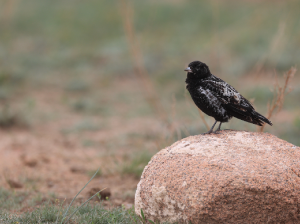 Black Lark, 黑百灵, Melanocorypha yeltoniensis-gallery-1