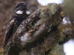Grey Nightjar, 普通夜鹰, Caprimulgus jotaka-gallery-38