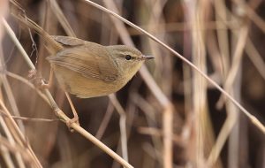 Hume’s Bush Warbler, 休氏树莺, Horornis brunnescens-gallery-