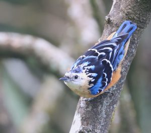 Beautiful Nuthatch-gallery-