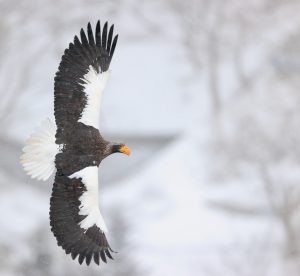 Steller’s Sea Eagle, 虎头海雕, Haliaeetus pelagicus-gallery-