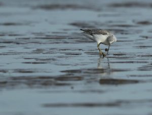 Nordmann’s Greenshank, 小青脚鹬, Tringa guttifer-gallery-