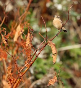 Stejneger’s Stonechat, 东亚石䳭, Saxicola stejnegeri-gallery-