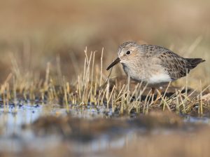 Temminck’s Stint, 青脚滨鹬, Calidris temminckii-gallery-