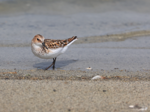 Little Stint, 小滨鹬, Calidris minuta-gallery-46