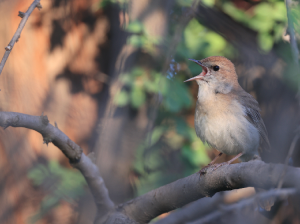 Common Nightingale, 新疆歌鸲, Luscinia megarhynchos-gallery-40