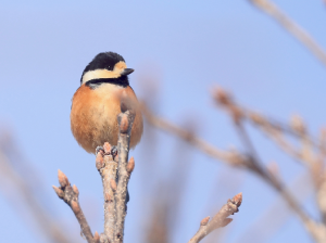 Varied Tit, 杂色山雀, Sittiparus varius-gallery-8