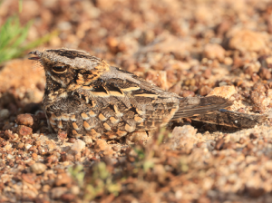 Indian Nightjar, 印度夜鹰, Caprimulgus asiaticus-gallery-2