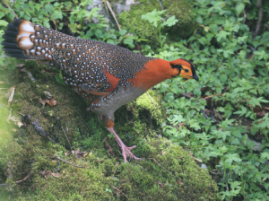 Blyth’s Tragopan, 灰腹角雉, Tragopan blythii-gallery-10