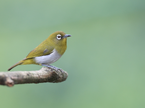 Sri Lanka White-eye, 斯里兰卡绣眼鸟, Zosterops ceylonensis-gallery-7