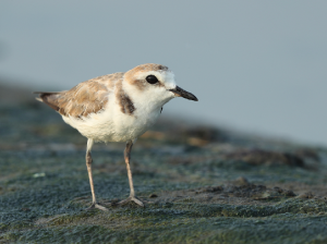 White-faced Plover, 白脸鸻, Charadrius dealbatus-gallery-20