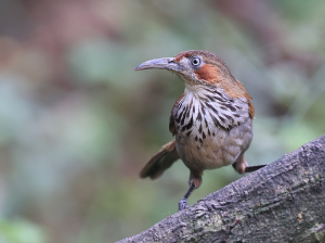 Grey-sided Scimitar Babbler, 华南斑胸钩嘴鹛, Pomatorhinus swinhoei-gallery-36