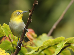 Lowland White-eye, 低地绣眼鸟, Zosterops meyeni-gallery-33