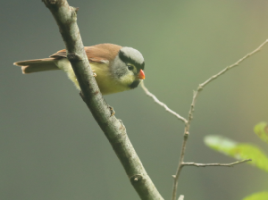 Grey-headed Parrotbill, 灰头鸦雀, Psittiparus gularis-gallery-12