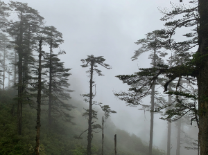 Sichuan Province, Wawa Mountain, 四川省瓦屋山-gallery-21