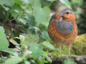 Chinese Bamboo Partridge, 灰胸竹鸡, Bambusicola thoracicus-gallery-38