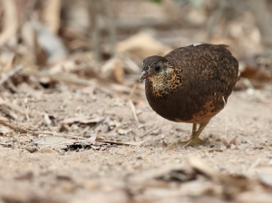 Green-legged Partridge, 绿脚树鹧鸪, Tropicoperdix chloropus-gallery-28