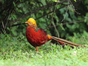 Golden Pheasant, 红腹锦鸡, Chrysolophus pictus-gallery-19