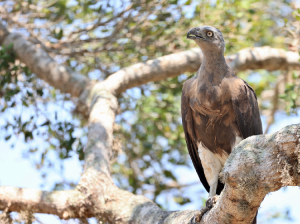 Grey-headed Fish Eagle, 灰头鱼雕, Haliaeetus ichthyaetus-gallery-38