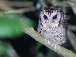 Collared Scops Owl, 领角鸮, Otus lettia-gallery-3