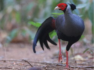 Siamese Fireback, 戴氏火背鹇, Lophura diardi-gallery-66