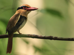 Lilac Kingfisher, 苏拉蓝耳翠鸟, Cittura cyanotis-gallery-7