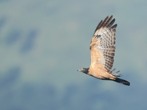 Barred Honeybuzzard, 南洋蜂鹰, Pernis celebensis-gallery-24