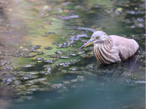 Indian Pond Heron, 印度池鹭, Ardeola grayii-gallery-56