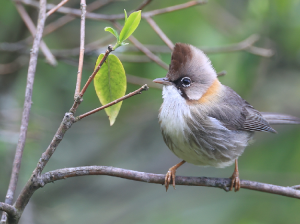 Whiskered Yuhina, 黄颈凤鹛, Yuhina flavicollis-gallery-30