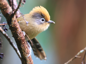 Spectacled Barwing, 白眶斑翅鹛, Actinodura ramsayi-gallery-19