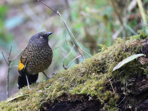 Scaly Laughingthrush, 纯色噪鹛, Trochalopteron subunicolor-gallery-4
