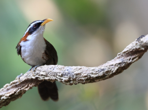 White-browed Scimitar Babbler, 灰头钩嘴鹛, Pomatorhinus schisticeps-gallery-15