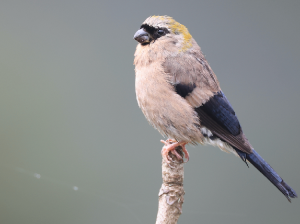 Red-headed Bullfinch, 红头灰雀, Pyrrhula erythrocephala-gallery-57
